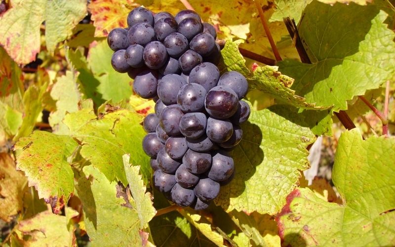 Rượu Champagne được tạo ra chỉ từ một số loại nho nhất định